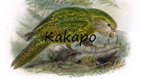 kakapo pronunciation